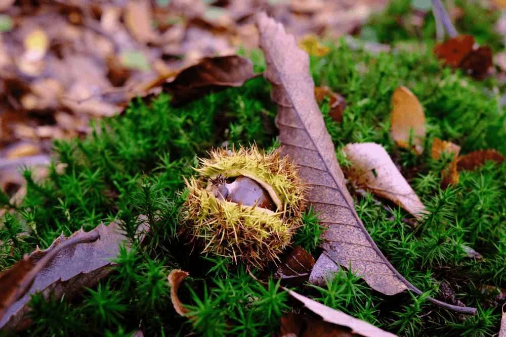 Text alternatif image